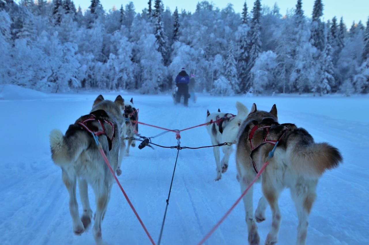Koiravaljakolla ajelu on mielenkiintoinen talviaktiviteetti