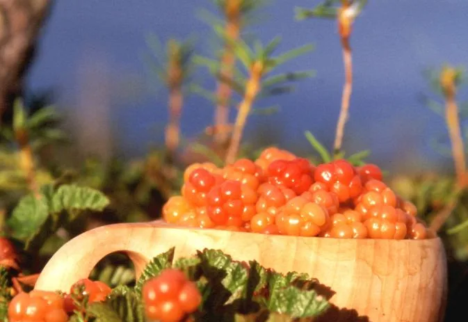 Lapin marjoja kuksassa